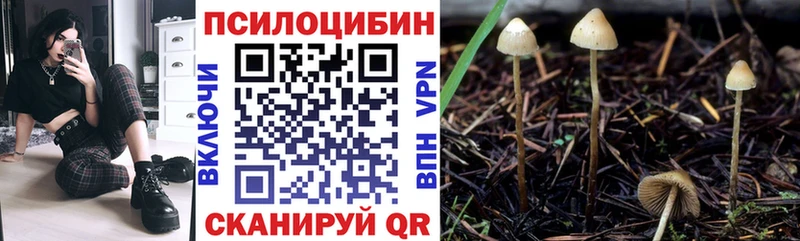 Галлюциногенные грибы Psilocybe  Гуково 
